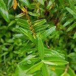 Hypericum lanceolatum Leaf