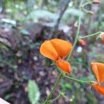 Hylodesmum repandum Flor