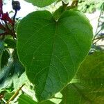 Clerodendrum speciosissimum Hoja