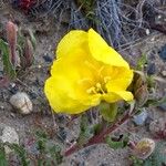 Oenothera stricta Кветка