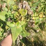 Silphium perfoliatumBlüte