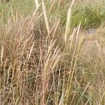 Hordeum bulbosum Flower