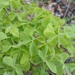 Oxalis dillenii Blatt