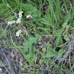 Micranthes californica Habit