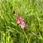 Onobrychis arenaria Flower