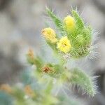 Arnebia decumbens Fleur