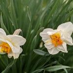 Narcissus × medioluteus Blomma