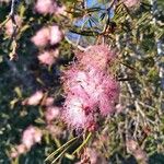 Calliandra brevipes Λουλούδι