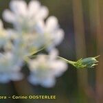Orlaya grandiflora 花