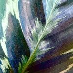 Calathea roseopicta Hoja