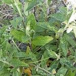 Buddleja globosa Leaf