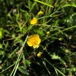Ranunculus acris Flor