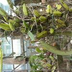 Bulbophyllum scaberulum عادت داشتن