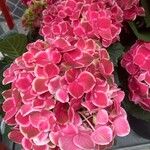 Hydrangea spp. Çiçek