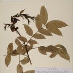 Zanthoxylum oxyphyllum Altro