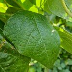 Phaseolus vulgaris Leaf