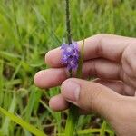 Stachytarpheta cayennensis Blüte