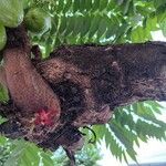 Averrhoa bilimbi ഇല