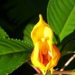 Impatiens auricoma Blomst