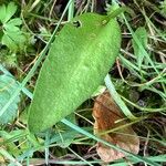 Ophioglossum vulgatum Листок