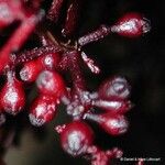 Daenikera corallina Fruit