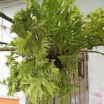 Microsorum punctatum Blatt