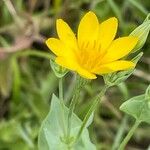 Blackstonia perfoliata Blüte