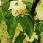 Cornus kousa Folha