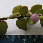Sphyrospermum buxifolium Diğer