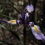 Iris missouriensis موطن