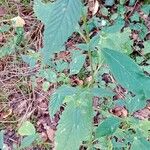Galeopsis tetrahit Hoja