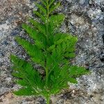 Cryptogramma crispa Blad