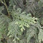 Thujopsis dolabrata Blatt
