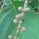 Coccoloba caracasana Fruto