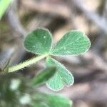 Trifolium cherleri Leaf