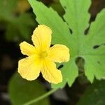 Momordica charantia Flower