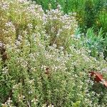 Thymus herba-barona Flower