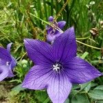 Clematis viticellaFlower