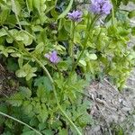 Cardamine chelidonia Квітка