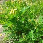 Astragalus frigidus Virág