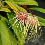 Bulbophyllum vaginatum Blüte