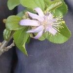 Grewia similis Flower