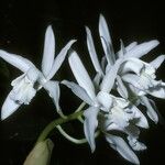 Cattleya intermedia Blomma