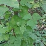 Amphicarpaea bracteata Blatt