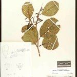 Allantoma integrifolia