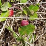 Prunus maritima Fruit