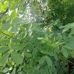 Senna bicapsularis Blatt