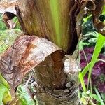 Worsleya procera Kora
