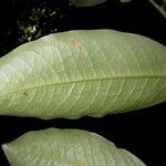 Erythroxylum macrophyllum Leaf