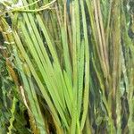 Vallisneria spiralis 葉